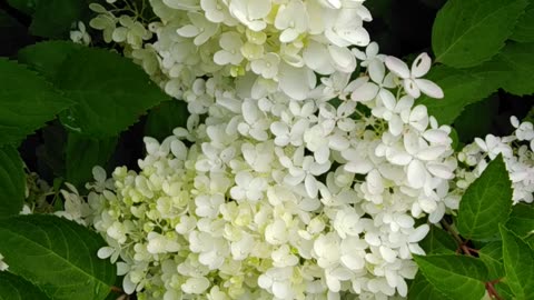 Hydrangea