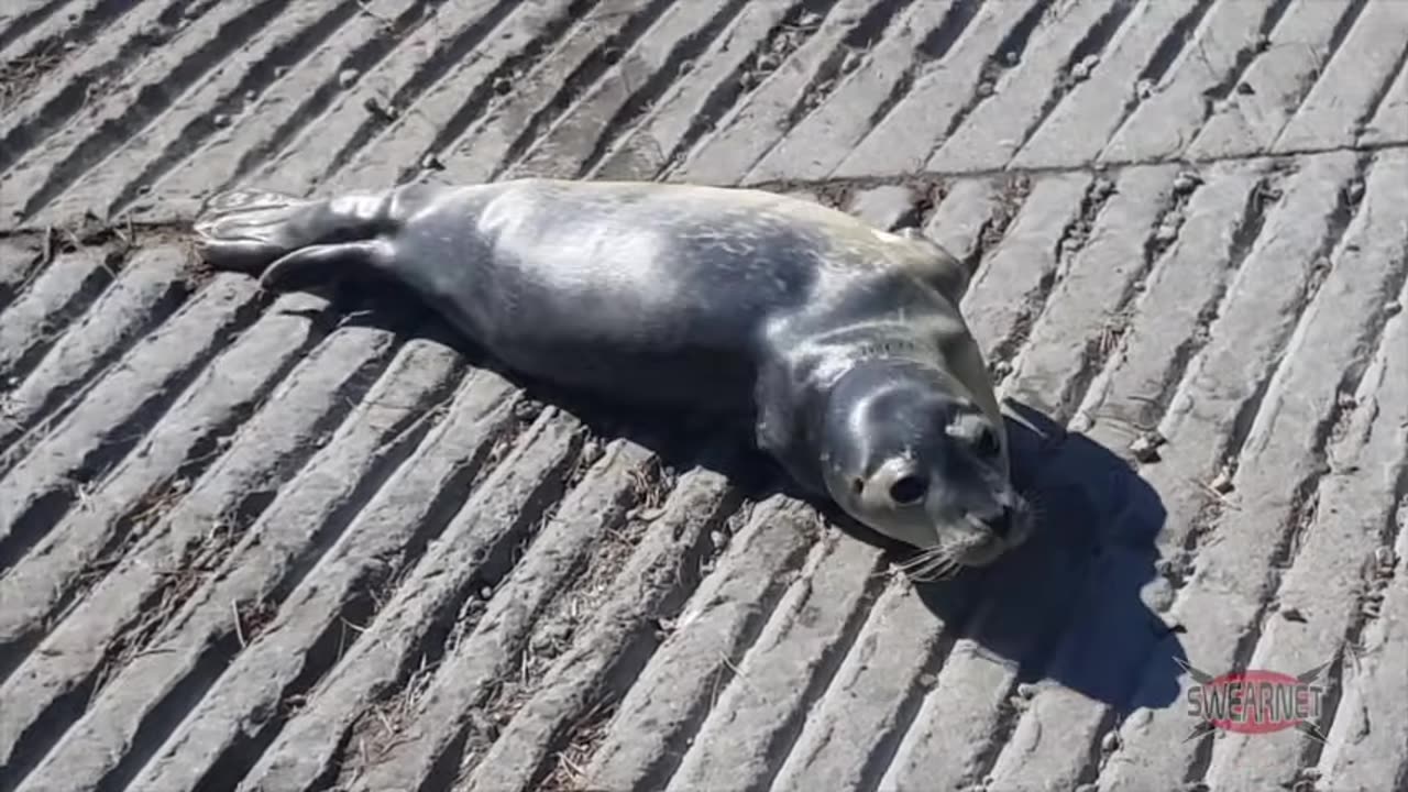 Trailer Park Boys Podcast - Floppy the Seal