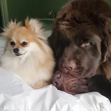 Adorable fiesta de mimos para este trío de perros