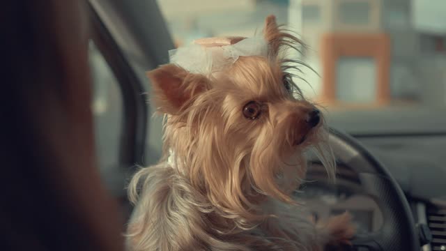 A cute dog inside a car looking around