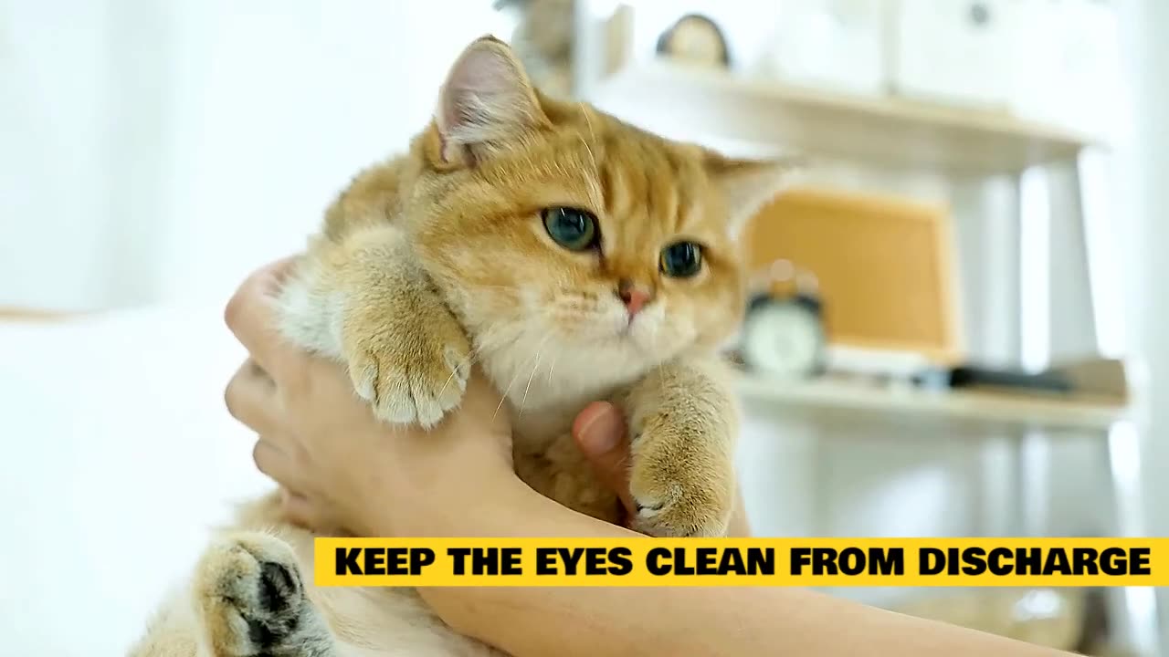 Cats 101 : Cat Sneezing Home Remedy