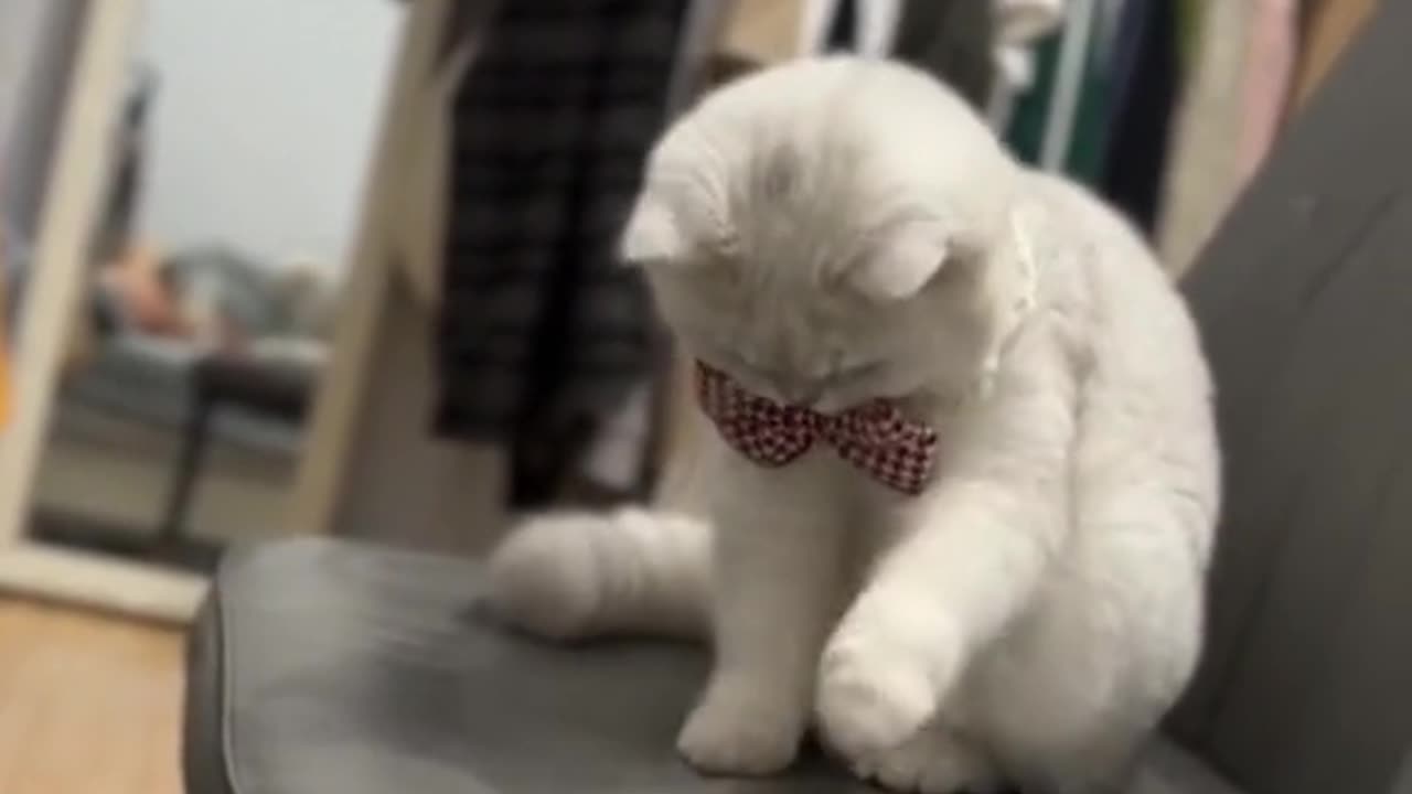 Cat behavior never disappoints🤣