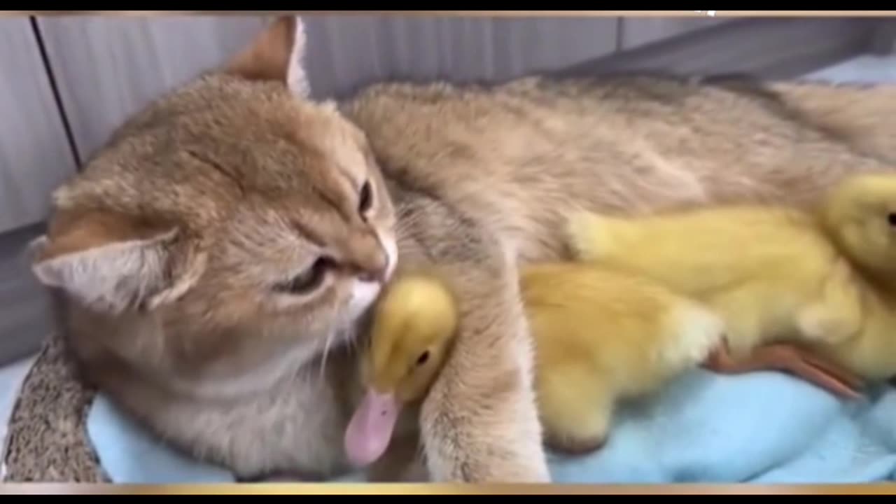When the biological child prefers the stepmother🤣🤣