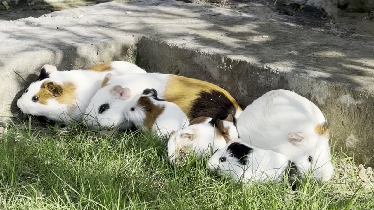 "How my adorable guinea pig family enjoys munching on fresh grass"