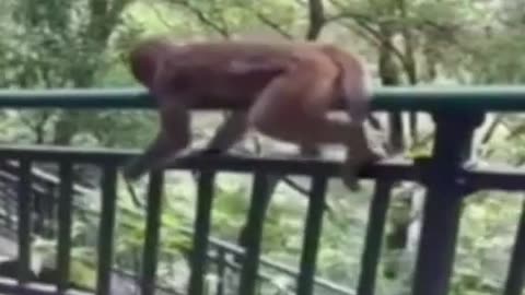 Monkey Having Fun Sliding On The Railing #shorts #viral #shortsvideo#video