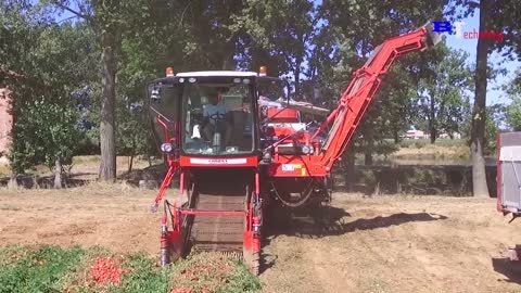 How Tomato Ketchup Is Made, Tomato Harvesting And Processing Process With Modern Technology