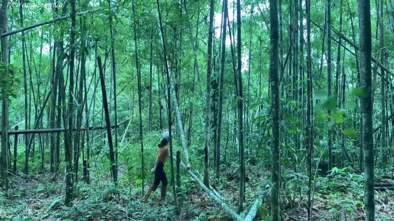 Complete the bamboo shelter alone, make bird trap - bushcraft survival