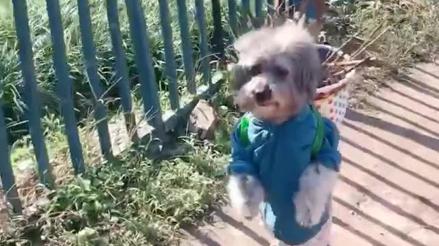 Can I walk fast?