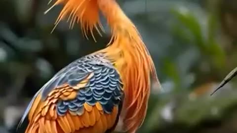 Colourful birds