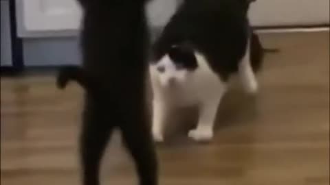 Cats playing WWE