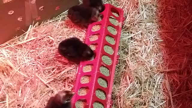 Kosher King Chicks