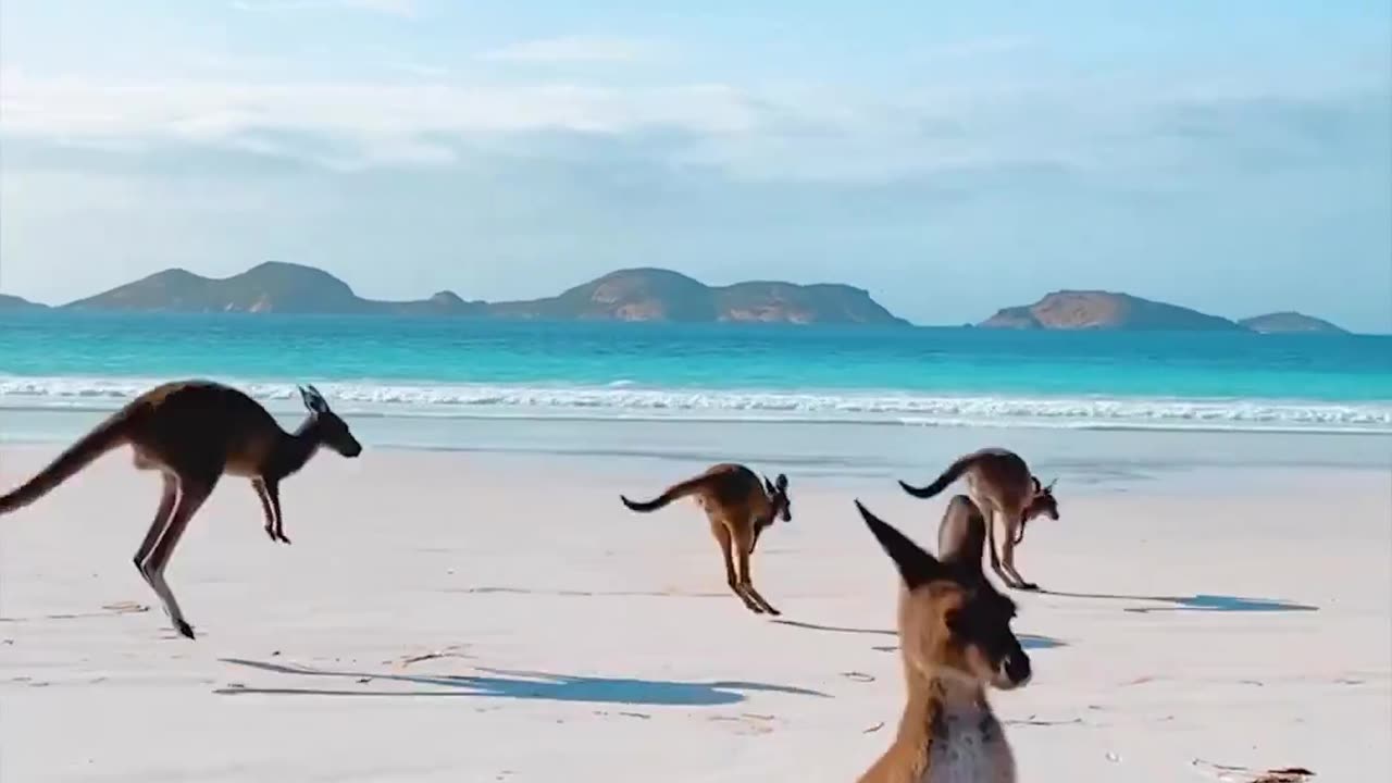 Kangaroo on the beach