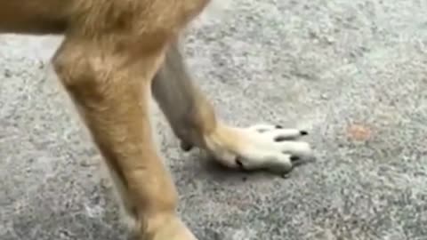 New Funniest Animals 2023 😂 Funny Cats and Dogs Videos 😺🐶