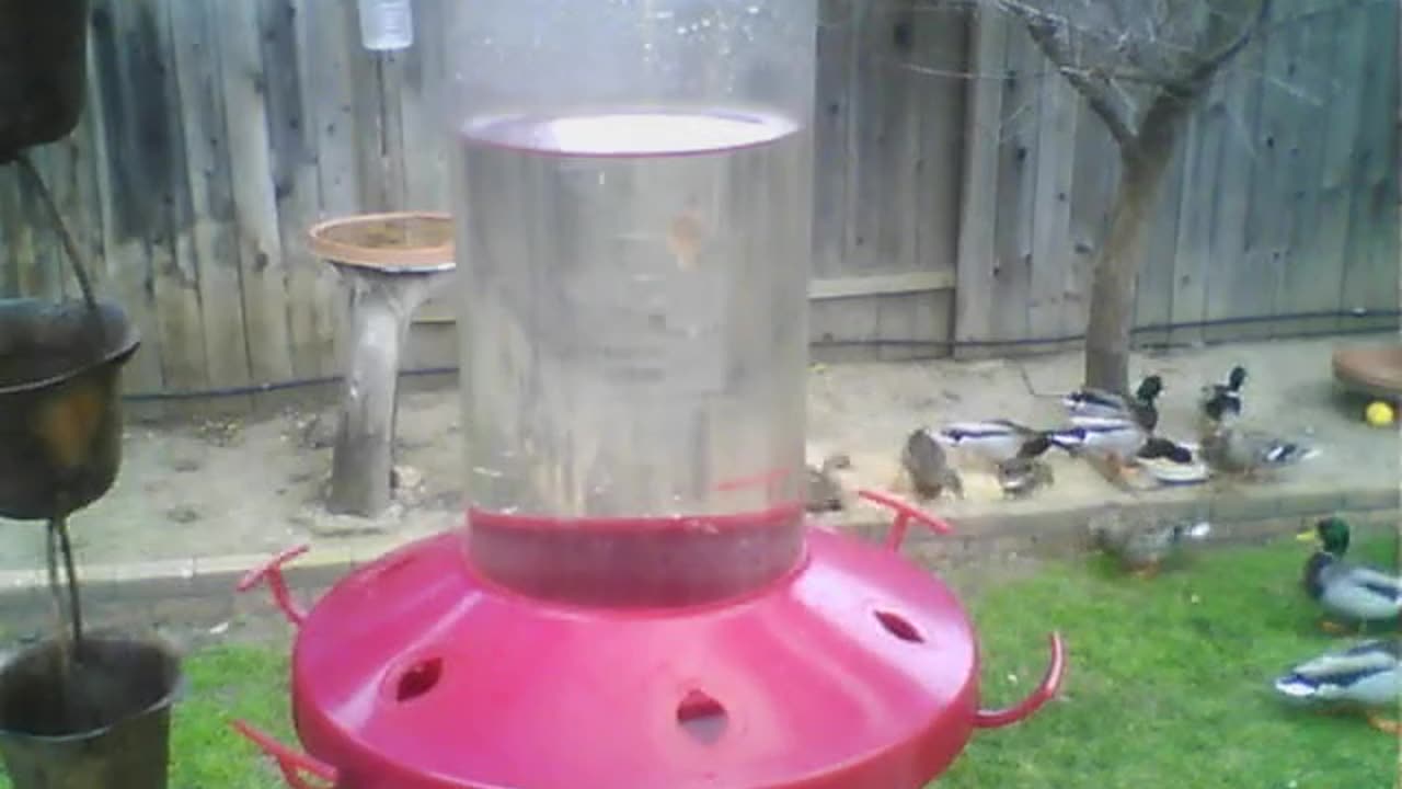 Duck borrowing the bird seed