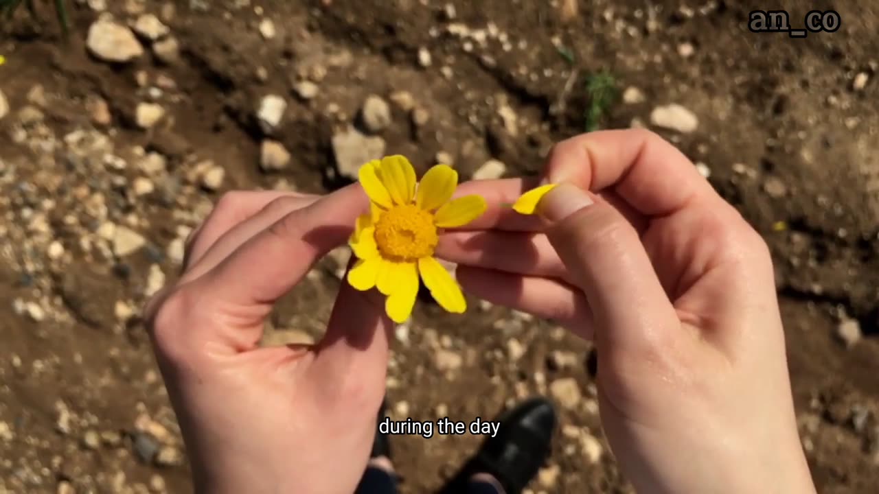 "Nature's Floral Masterpieces: Intriguing Facts About Flowers"