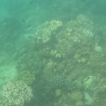 Snorkeling Through Renewal: Exploring a Healing Coral Reef