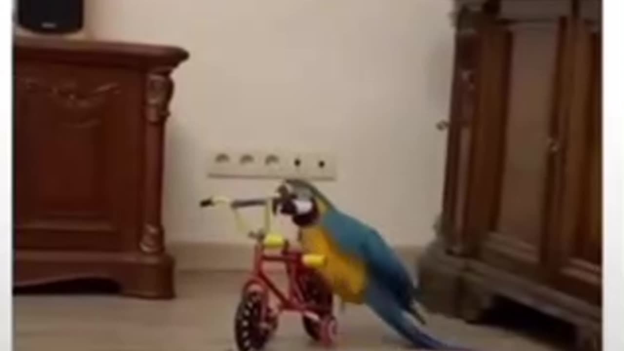 Funny cat & parrot #cat #cats #animals #shorts #short #parrot #parrots