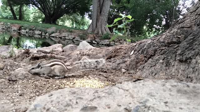 Feeding Squirrels In The Park | Squirrel Video By Kingdom of Awais