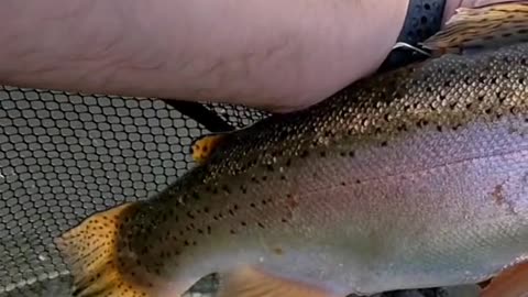 Do any other trout fight as hard as a big rainbow