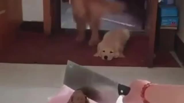 let's get away from this dog-killer man 😂😂🤣🤣🤦♂️ 😺😺😺