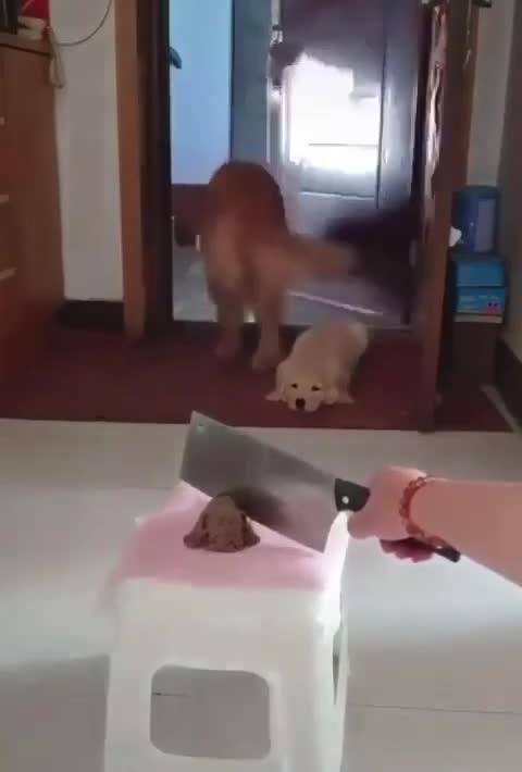 let's get away from this dog-killer man 😂😂🤣🤣🤦‍♂️ 😺😺😺