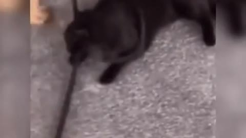 Funny dog and cat friendship