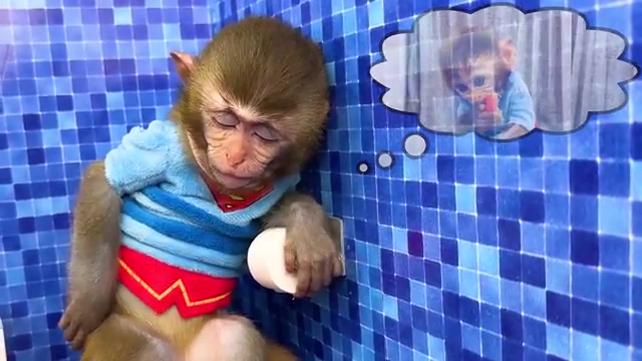 Funny Little Monkey