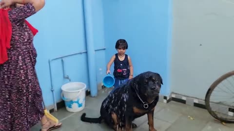 Jerry and oggy need help _ cute dog video _ Rottweiler dog _ #dog #funny