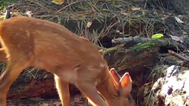 I like the way the fawn is free in the forest