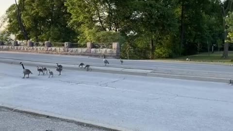 Geese on road