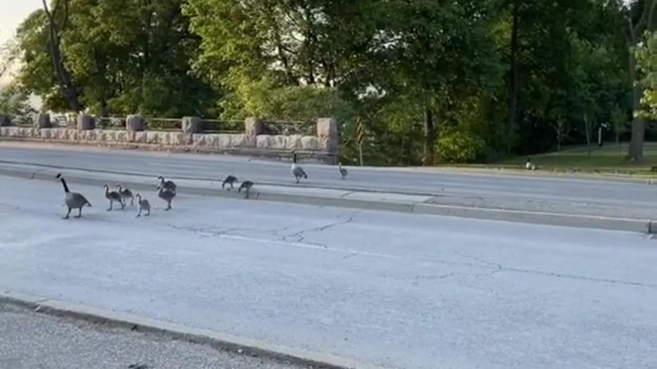 Geese on road