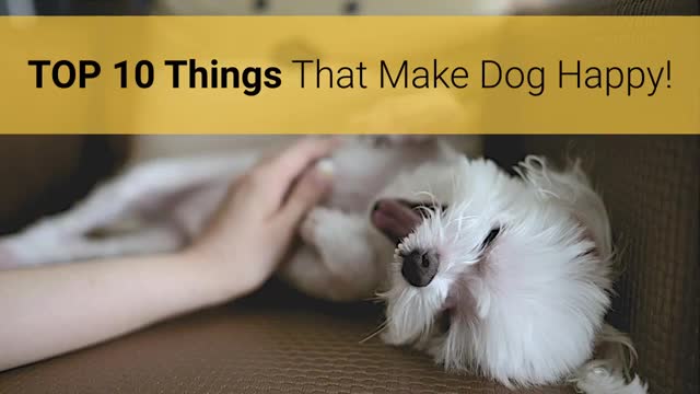 How to make your dog happy by doing these 10 things.