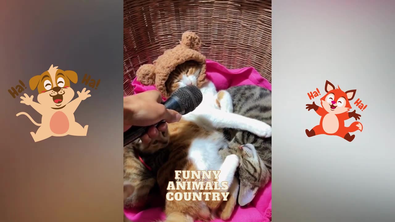 Funny Animal Videos 2023 😂 - Funniest Dogs And Cats Videos