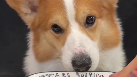 Corgi eating goat milk egg custard, the cutest dog