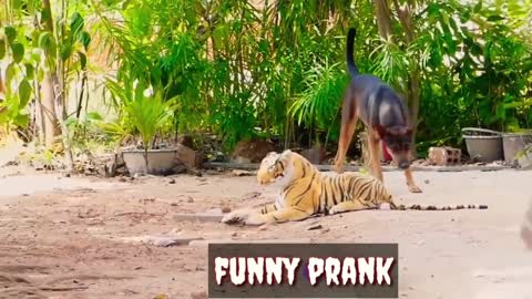 Funny Videos Animals ll Cute Pets Animals Funny Compilations ll funny videos