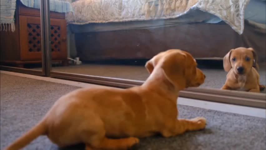 Little puppy playing on the mirror