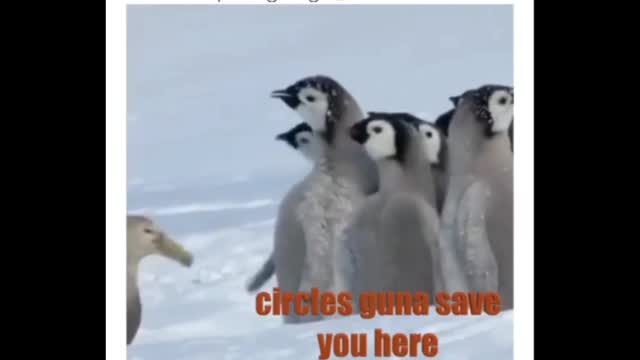 PENGUIN TALK😂