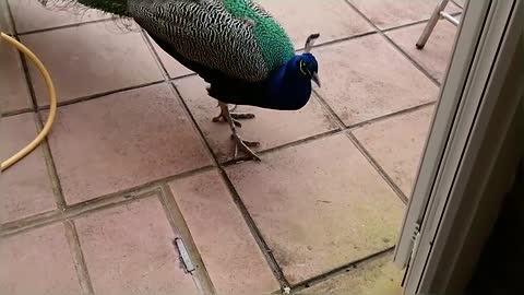 Peacock Vs Cats Compilation