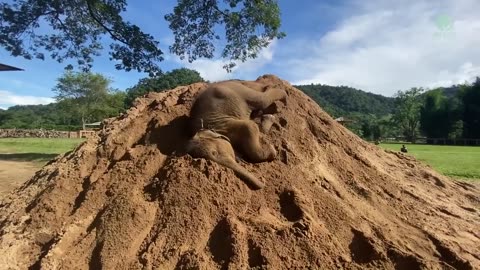 Top Ten Baby Elephants At Play