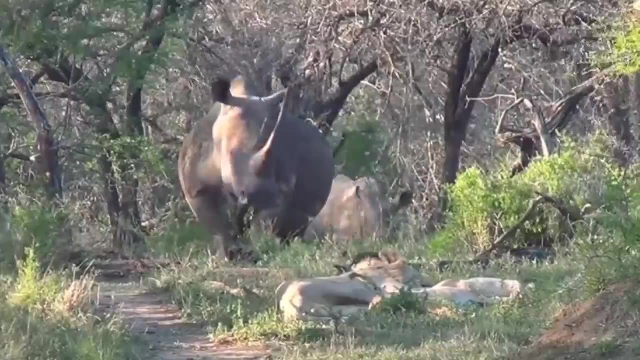 When animals messed with the wrong opponent