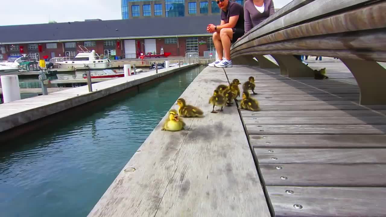 Duck Drop on Queens Quay Toronto May