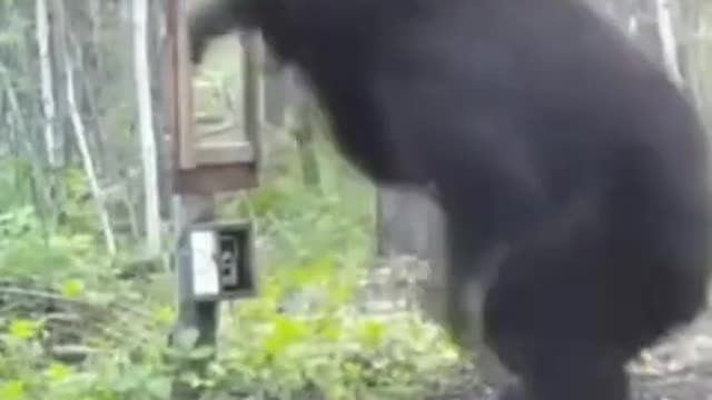 The bear's tower reaction to the mirror in the forest