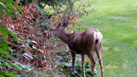 Deer,Deer video,Animal,Animal video