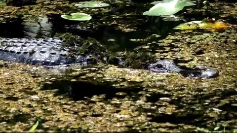 Crocodile on plane part 2