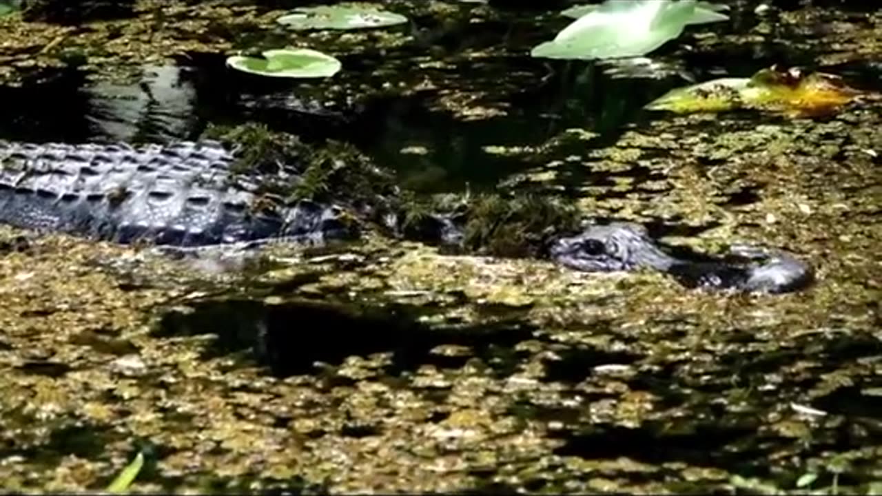 Crocodile on plane part 2