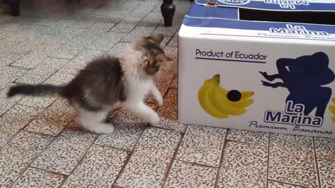 Cute Kittens Find Endless Joy In Playing With Cardboard Box