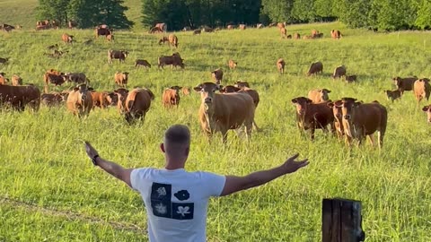 Man Gives Speech to Adoring Bovine Audience