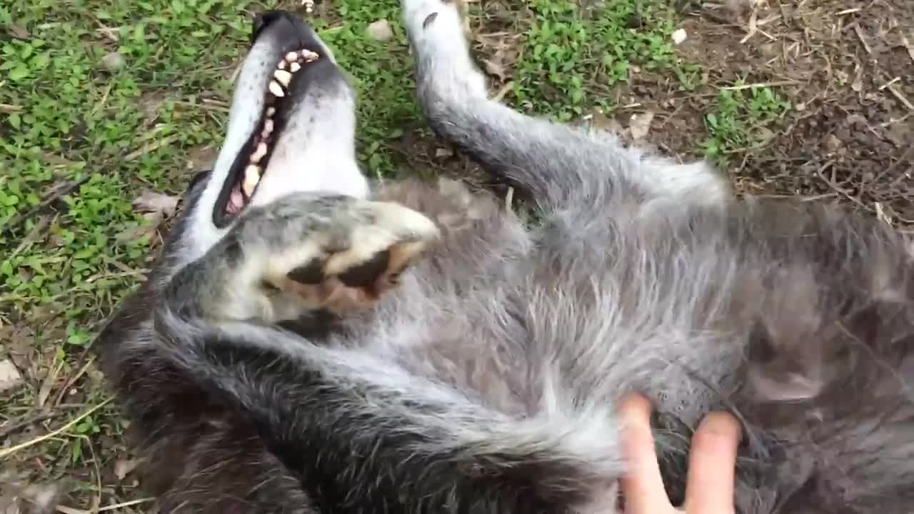 A very happy wolf