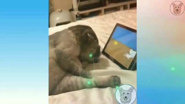 Un chat pas comme les autres