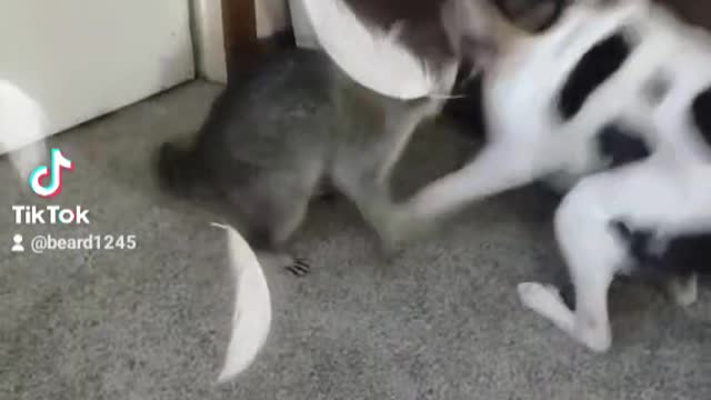 Just a dog and his raccoon
